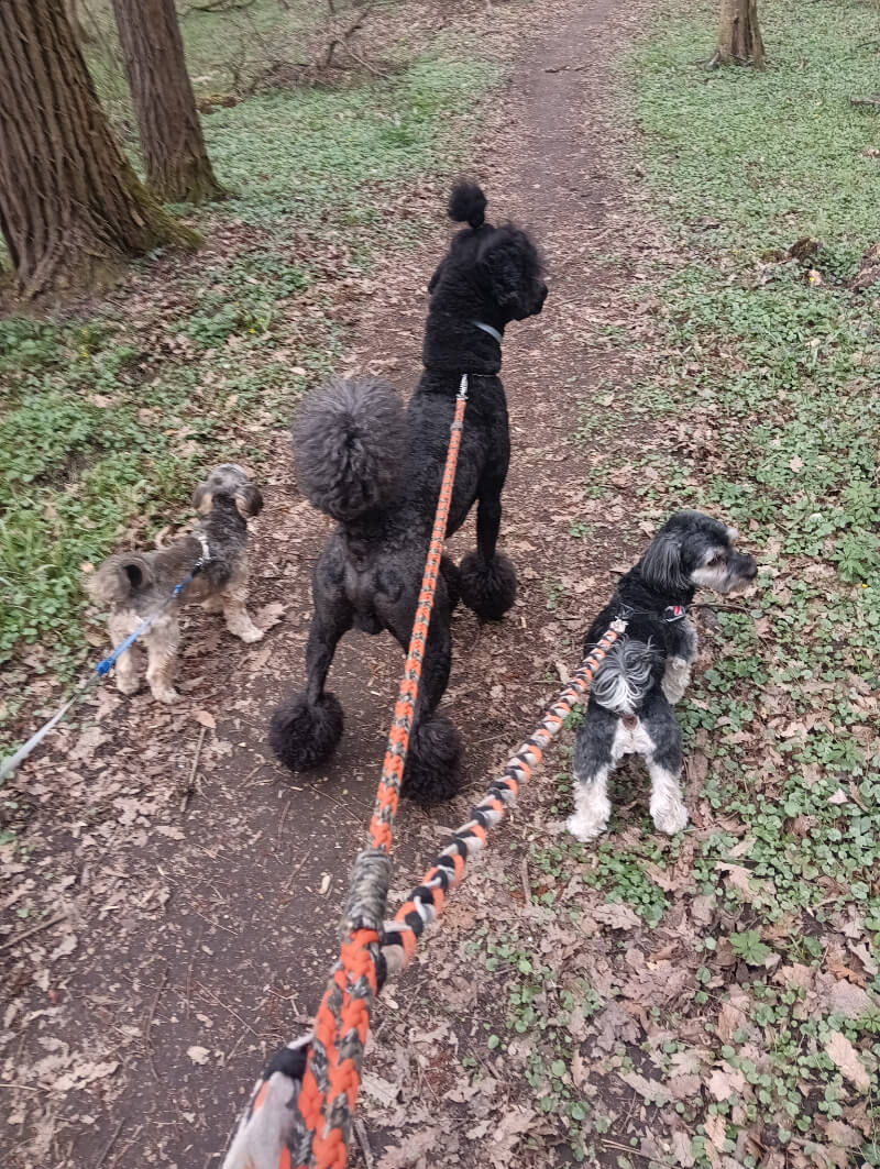 Kutyapanzió Verőce-Magyarkúton Kaszál Évával (1)